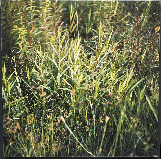 Photograph: Field of grass, 2005, Art & Prints - Modern Resale